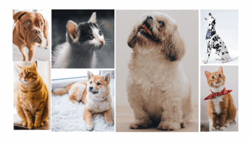 Clusters of images of dogs and cats.
